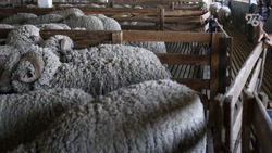 Ставропольские скотоводы поделились опытом тонкорунного овцеводства с астраханцами  