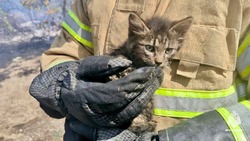 Ставропольские пожарные спасли трёх котят во время тушения огня
