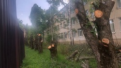 Ставропольчанку обеспокоила вырубка деревьев в краевой столице