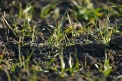 Импортозамещение семян зерновых культур на Ставрополье составляет 100%