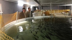 На Ставрополье рыбным хозяйством занимаются 75 организаций