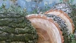 Дрова из ценных пород обойдутся ставропольцу в 1,3 миллиона рублей