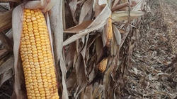 Ставропольские аграрии закончили уборку кукурузы на зерно