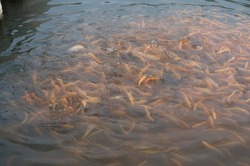Увеличение производства товарной рыбы на 10% зафиксировали на Ставрополье