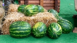 Около 3,4 тыс. тонн бахчевых культур собрали на Ставрополье 