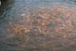 Увеличение производства товарной рыбы на 10% зафиксировали на Ставрополье