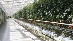 Новый вид поддержки тепличного овощеводства разработали на Ставрополье