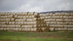 95% кормов для зимовки сельхозживотных заготовили на Ставрополье