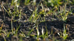 Первая азотная подкормка озимых пройдёт на 1,7 млн га ставропольских полей