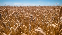 В Шпаковском округе аграрии засеяли 140 гектаров овса и 50 гектаров гороха 