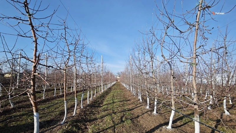 Уходные работы проходят в школьном саду Шпаковского округа