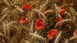 Экспорт продукции АПК Ставрополья в 2022 году превысил 471 млн долларов