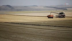Животноводы Шпаковского округа подготовили к зиме 8,3 тыс. тонн сена