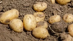 Урожай картофеля собрали с 2,3 тыс. га ставропольских полей