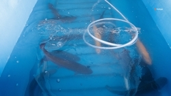 Более 4 тыс. тонн товарной рыбы выловили в ставропольских хозяйствах