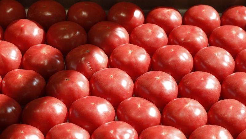 Более 1,1 тонны томатов уже собрали аграрии Ставрополья