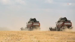 Жатва стартовала в 19 округах Ставрополья