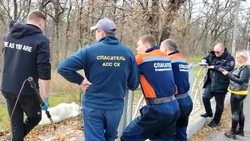 В Ставрополе отловили алабая, напавшего на ребёнка