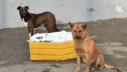 В Михайловске жители обратились в полицию после подозрительного исчезновения дворовой собаки