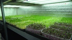 Ставропольчанка выращивает микрозелень с помощью господдержки