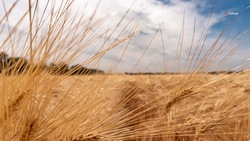 Практически в 15 раз больше пшеницы и меслина экспортировало Ставрополье в Грузию