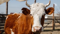 Ставропольским животноводам компенсируют до 50% затрат на покупку крупного рогатого скота